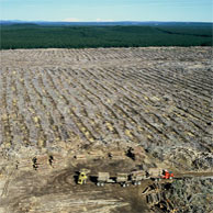 Jonathan Barran Forestry Photography, Forest Photographer in Rotorua NZ