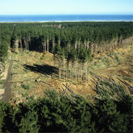 Jonathan Barran Forestry Photography, Forest Photographer in Rotorua NZ