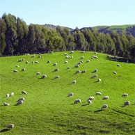 Jonathan Barran Agriculture Photography, Agriculture Photographer in Rotorua NZ