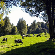 Jonathan Barran Agriculture Photography, Agriculture Photographer in Rotorua NZ