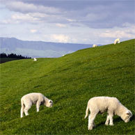 Jonathan Barran Agriculture Photography, Agriculture Photographer in Rotorua NZ