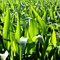 Jonathan Barran Agriculture Photography, Agriculture Photographer in Rotorua NZ