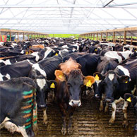 Jonathan Barran Agriculture Photography, Agriculture Photographer in Rotorua NZ