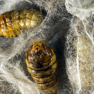 Jonathan Barran Biosecurity Photography, Biosecurity Photographer in Rotorua NZ