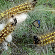 Jonathan Barran Biosecurity Photography, Biosecurity Photographer in Rotorua NZ