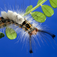 Jonathan Barran Biosecurity Photography, Biosecurity Photographer in Rotorua NZ