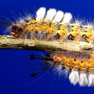 Jonathan Barran Biosecurity Photography, Biosecurity Photographer in Rotorua NZ