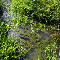 Jonathan Barran Clean Streams Photography, Clean Streams Photographer in Rotorua NZ