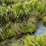 Jonathan Barran Clean Streams Photography, Clean Streams Photographer in Rotorua NZ