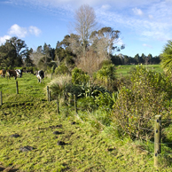 Jonathan Barran Clean Streams Photography, Clean Streams Photographer in Rotorua NZ