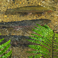 Jonathan Barran Clean Streams Photography, Clean Streams Photographer in Rotorua NZ