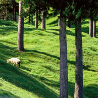 Jonathan Barran Farm Forestry Photography, Farm Forestry Photographer in Rotorua NZ