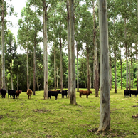 Jonathan Barran Farm Forestry Photography, Farm Forestry Photographer in Rotorua NZ