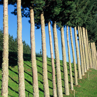 Jonathan Barran Farm Forestry Photography, Farm Forestry Photographer in Rotorua NZ