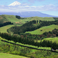 Jonathan Barran Farm Forestry Photography, Farm Forestry Photographer in Rotorua NZ