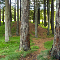 Jonathan Barran Farm Forestry Photography, Farm Forestry Photographer in Rotorua NZ