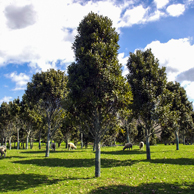 Jonathan Barran Farm Forestry Photography, Farm Forestry Photographer in Rotorua NZ