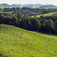 Jonathan Barran Farm Forestry Photography, Farm Forestry Photographer in Rotorua NZ