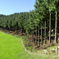 Jonathan Barran Farm Forestry Photography, Farm Forestry Photographer in Rotorua NZ