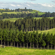 Jonathan Barran Farm Forestry Photography, Farm Forestry Photographer in Rotorua NZ