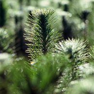 Jonathan Barran Forest Research Photography, Forest Research Photographer in Rotorua NZ