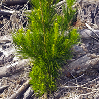 Jonathan Barran Forestry Photography, Forestry Photographer in Rotorua NZ