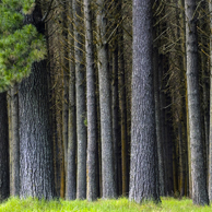 Jonathan Barran Forestry Photography, Forestry Photographer in Rotorua NZ