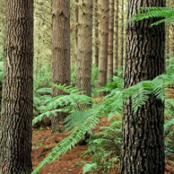 Jonathan Barran Forestry Photography, Forestry Photographer in Rotorua NZ