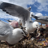 Jonathan Barran Landfill Photography, NZ Landfill Photographer in Rotorua NZ