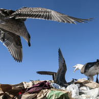 Jonathan Barran Landfill Photography, NZ Landfill Photographer in Rotorua NZ