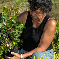 Jonathan Barran NZ Native Trees Photography, NZ Native Trees Photographer in Rotorua NZ