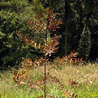 Jonathan Barran NZ Native Trees Photography, NZ Native Trees Photographer in Rotorua NZ