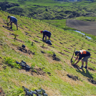 Jonathan Barran NZ Native Trees Photography, NZ Native Trees Photographer in Rotorua NZ