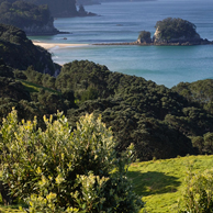 Jonathan Barran NZ Native Trees Photography, NZ Native Trees Photographer in Rotorua NZ