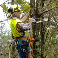 Jonathan Barran NZ Native Trees Photography, NZ Native Trees Photographer in Rotorua NZ