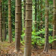 Jonathan Barran NZ Native Trees Photography, NZ Native Trees Photographer in Rotorua NZ