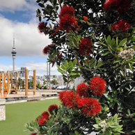 Jonathan Barran NZ Native Trees Photography, NZ Native Trees Photographer in Rotorua NZ