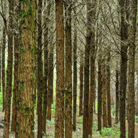 Jonathan Barran NZ Native Trees Photography, NZ Native Trees Photographer in Rotorua NZ