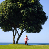 Jonathan Barran NZ Native Trees Photography, NZ Native Trees Photographer in Rotorua NZ