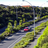 Jonathan Barran NZ Native Trees Photography, NZ Native Trees Photographer in Rotorua NZ