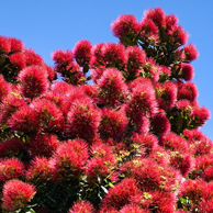 Jonathan Barran NZ Native Trees Photography, NZ Native Trees Photographer in Rotorua NZ