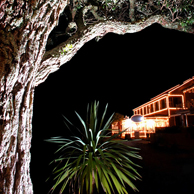 Jonathan Barran NZ Native Trees Photography, NZ Native Trees Photographer in Rotorua NZ