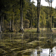 Jonathan Barran NZ Native Trees Photography, NZ Native Trees Photographer in Rotorua NZ