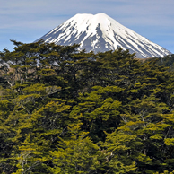 Jonathan Barran NZ Native Trees Photography, NZ Native Trees Photographer in Rotorua NZ