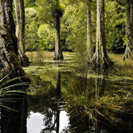 Jonathan Barran NZ Native Trees Photography, NZ Native Trees Photographer in Rotorua NZ