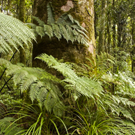 Jonathan Barran NZ Native Trees Photography, NZ Native Trees Photographer in Rotorua NZ