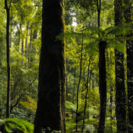 Jonathan Barran NZ Native Trees Photography, NZ Native Trees Photographer in Rotorua NZ