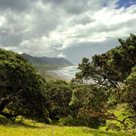 Jonathan Barran NZ Native Trees Photography, NZ Native Trees Photographer in Rotorua NZ