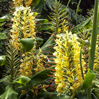 Jonathan Barran Weeds Photography, Weeds Photographer in Rotorua NZ