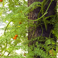 Jonathan Barran Weeds Photography, Weeds Photographer in Rotorua NZ